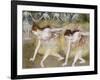 Dancers Bending Down-Edgar Degas-Framed Giclee Print