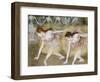 Dancers Bending Down-Edgar Degas-Framed Giclee Print