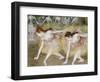 Dancers Bending Down-Edgar Degas-Framed Giclee Print