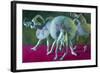 Dancers Green and Rose-John Asaro-Framed Giclee Print