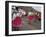 Dancers in Traditional Clothing at Carnival, Guaranda, Bolivar Province, Ecuador, South America-Robert Francis-Framed Photographic Print