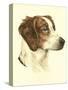 Danchin Brittany Spaniel-Danchin-Stretched Canvas