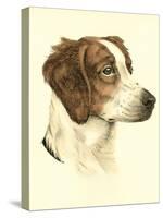 Danchin Brittany Spaniel-Danchin-Stretched Canvas