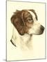 Danchin Brittany Spaniel-Danchin-Mounted Art Print