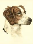 Danchin Brittany Spaniel-Danchin-Laminated Art Print