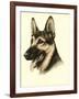 Danchin German Shepard-Danchin-Framed Art Print