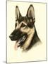 Danchin German Shepard-Danchin-Mounted Art Print