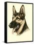 Danchin German Shepard-Danchin-Framed Stretched Canvas