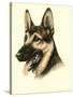 Danchin German Shepard-Danchin-Stretched Canvas