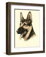 Danchin German Shepard-Danchin-Framed Art Print