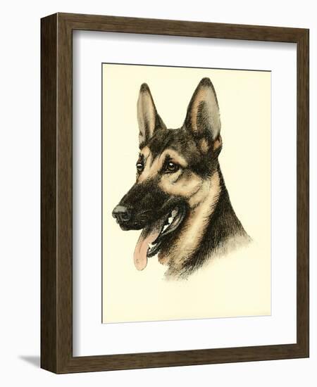 Danchin German Shepard-Danchin-Framed Art Print