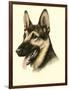 Danchin German Shepard-Danchin-Framed Art Print