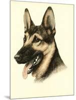 Danchin German Shepard-Danchin-Mounted Art Print