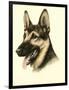 Danchin German Shepard-Danchin-Framed Art Print