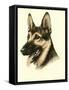 Danchin German Shepard-Danchin-Framed Stretched Canvas