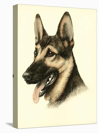 Danchin German Shepard-Danchin-Stretched Canvas