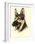 Danchin German Shepard-Danchin-Framed Art Print