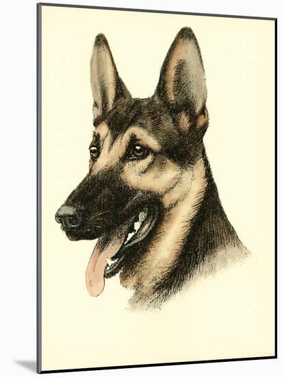 Danchin German Shepard-Danchin-Mounted Art Print