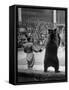 Dancing Bear at the Circus-Thomas D^ Mcavoy-Framed Stretched Canvas