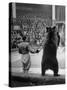 Dancing Bear at the Circus-Thomas D^ Mcavoy-Stretched Canvas