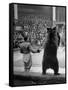 Dancing Bear at the Circus-Thomas D^ Mcavoy-Framed Stretched Canvas