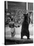 Dancing Bear at the Circus-Thomas D^ Mcavoy-Stretched Canvas