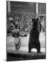Dancing Bear at the Circus-Thomas D^ Mcavoy-Mounted Photographic Print