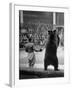 Dancing Bear at the Circus-Thomas D^ Mcavoy-Framed Photographic Print