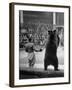 Dancing Bear at the Circus-Thomas D^ Mcavoy-Framed Photographic Print