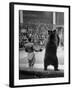 Dancing Bear at the Circus-Thomas D^ Mcavoy-Framed Photographic Print