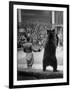 Dancing Bear at the Circus-Thomas D^ Mcavoy-Framed Photographic Print