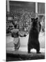 Dancing Bear at the Circus-Thomas D^ Mcavoy-Mounted Photographic Print