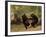 Dancing Bears-William Holbrook Beard-Framed Art Print