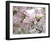 Dancing Blossoms-Assaf Frank-Framed Giclee Print