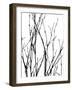 Dancing Branches III-Monika Burkhart-Framed Photographic Print