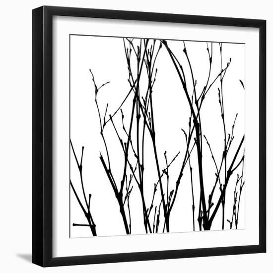 Dancing Branches V-Monika Burkhart-Framed Photographic Print