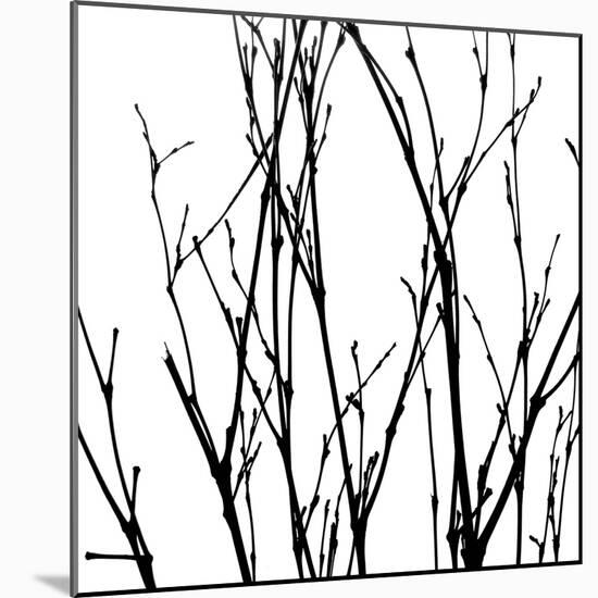 Dancing Branches V-Monika Burkhart-Mounted Photographic Print