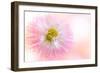 Dancing Daisy-Jacky Parker-Framed Giclee Print