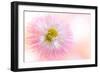 Dancing Daisy-Jacky Parker-Framed Giclee Print