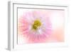 Dancing Daisy-Jacky Parker-Framed Giclee Print