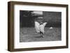 Dancing Dog-null-Framed Photographic Print