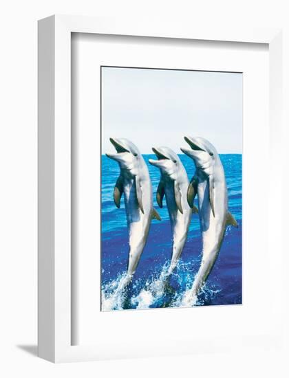 Dancing Dolphins-null-Framed Art Print
