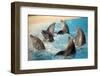 Dancing Dolphins-null-Framed Photographic Print