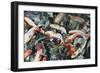 Dancing Fish-Mary Russel-Framed Giclee Print