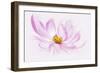 Dancing Flower Cosmos-Cora Niele-Framed Giclee Print