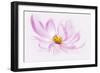 Dancing Flower Cosmos-Cora Niele-Framed Giclee Print