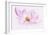 Dancing Flower Cosmos-Cora Niele-Framed Giclee Print