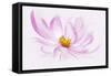 Dancing Flower Cosmos-Cora Niele-Framed Stretched Canvas