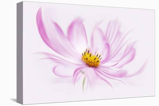 Dancing Flower Cosmos-Cora Niele-Stretched Canvas