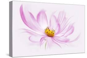 Dancing Flower Cosmos-Cora Niele-Stretched Canvas